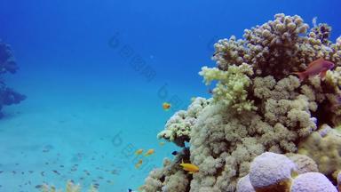 动物水生背景蓝色的色彩斑斓的颜色珊瑚珊瑚鱼珊瑚礁珊瑚珊瑚礁深深度潜水潜水埃及潜水红色的海生态埃及环境异国情调的异国情调的鱼钓鱼水母生活海洋海洋鱼自然自然野生动物海洋红色的红色的海礁礁鱼盐潜水潜水海游泳